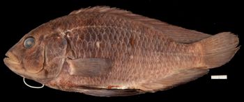 Media type: image;   Ichthyology 100525 Aspect: lateral,description